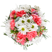 This artfully composed bouquet seems to channel the vibrant mood of Mitcham in springtime-light-filled, cheerful, and touchingly sincere. At its heart, bright white daisies beam with lively green centers, their clean lines conveying hope and clarity. Around these, a bountiful ring of frilled coral-pink carnations radiates with uplifting energy, their cushioned texture suggesting gentle celebration and affectionate wishes. Feather-light sprays of gypsophila-like a flurry of soft snowflakes-drift throughout, producing an airy, ethereal touch that lightens the design. Subtle accents of unopened alstroemeria add intrigue, displaying muted pink and purple undertones that hint at the promise of unfolding blooms. Silvery-eucalyptus and lush, varied greens cradle the flowers, grounding the bouquet in natural tranquility reminiscent of the shaded paths by Mitcham Cricket Green. The entire composition is thoughtfully balanced, inviting feelings of calm festivity, gratitude, and shared joy-perfect for birthdays, milestone achievements, or simply as a token of care for those nearby. Enhanced by its crisp, white background, this bouquet is a celebration of both nature and skilled local floristry, brought together for fresh same-day delivery across Mitcham to infuse homes and hearts with a sense of renewal and genuine connection.