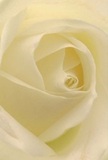 The image draws you deep into the heart of a cream-white rose, where each unfolding petal wraps you in softness-like being cradled by the bloom itself on a serene morning in Mitcham. The petals, paper-thin and silky to the touch, spiral gracefully from a luminous center outwards, their subtle matte sheen awash in natural light akin to that filtering through willow trees along the River Wandle. Gentle shadows tuck themselves between the ivory layers, lending a quiet depth and motion to the flower's form. An atmosphere of peaceful sincerity radiates from the composition, as if the rose embodies solace, admiration, and new beginnings-perfect for sending a message of sympathy or heartfelt congratulations to a neighbor in Mitcham. The experience is multisensory: a hint of delicate, understated fragrance seems to linger in the air, mingling with the imagined freshness of local gardens at dawn. This rose, selected and arranged by a skilled Mitcham florist, is not only a botanical masterpiece but a tender gesture-conveying emotion and artistry in every carefully placed spiral and translucent petal, just as one might witness in any meaningful celebration or sincere moment remembered along Mitcham's welcoming avenues.